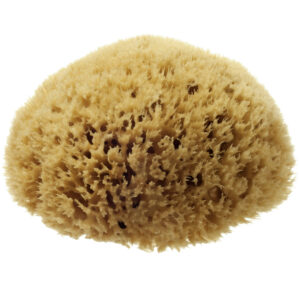 Natural Honeycomb Sea Sponge - size 5.5-6"
