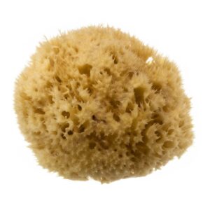 Natural Honeycomb Sea Sponge - size 4-4.5"