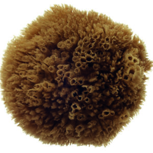 Natural Grass Sea Sponge- size 4.5 to 5"